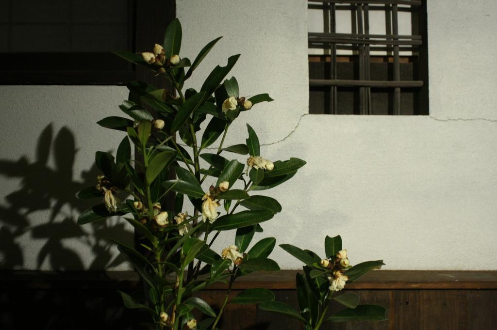 Osaka Guest House Drummer'S Dream Sakai (Osaka) Quarto foto